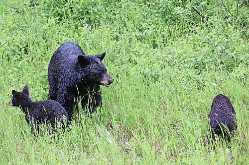 28062024
A black bear mother and two cubs forage for food in the rain in Riding Mountain National Park on Friday.
(Tim Smith/The Brandon Sun)