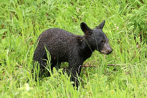 28062024
A black bear cub forages for food in the rain in Riding Mountain National Park on Friday.
(Tim Smith/The Brandon Sun)