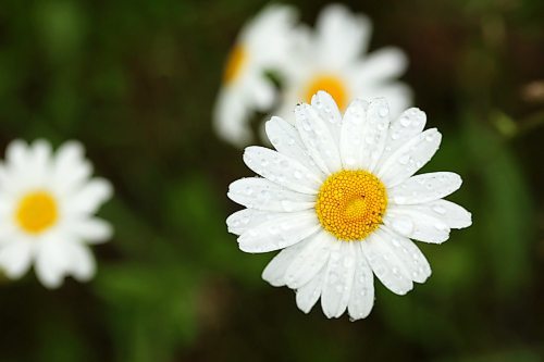 28062024
Rain drops rest on daisy petals during rain in Riding Mountain National Park on Friday.
(Tim Smith/The Brandon Sun)