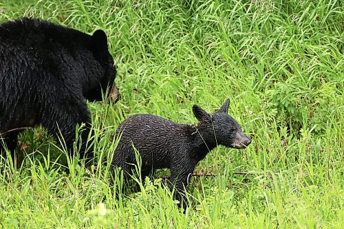 28062024
A black bear mother a cub forage for food in the rain in Riding Mountain National Park on Friday.
(Tim Smith/The Brandon Sun)