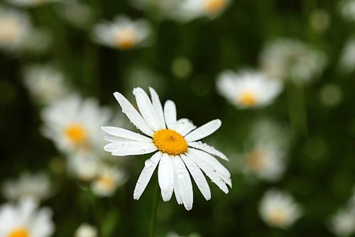 28062024
Rain drops rest on daisy petals during rain in Riding Mountain National Park on Friday.
(Tim Smith/The Brandon Sun)