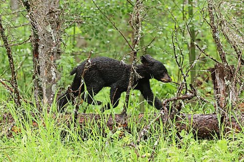 28062024
A black bear cub walks along a fallen tree in the rain in Riding Mountain National Park on Friday.
(Tim Smith/The Brandon Sun)