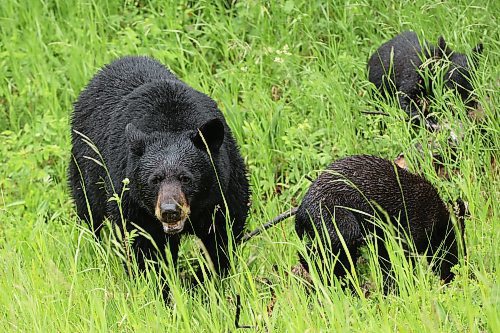 28062024
A black bear mother and two cubs forage for food in the rain in Riding Mountain National Park on Friday.
(Tim Smith/The Brandon Sun)