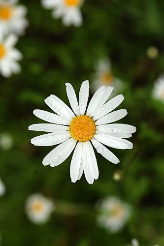 28062024
Rain drops rest on daisy petals during rain in Riding Mountain National Park on Friday.
(Tim Smith/The Brandon Sun)