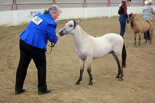 A competitor gets her horse ready for inspection by judges at the Manitoba Small Equine Show on Saturday at the Keystone Centre. (Colin Slark/The Brandon Sun)