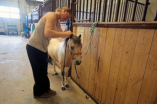 Rebecca Penner grooms six-year old miniature stallion Kolt on Saturday at the Keystone Centre during the Manitoba Small Equine Show. Penner and Kolt took home several ribbons over the weekend, including a grand championship in the pleasure driving category. (Colin Slark/The Brandon Sun)