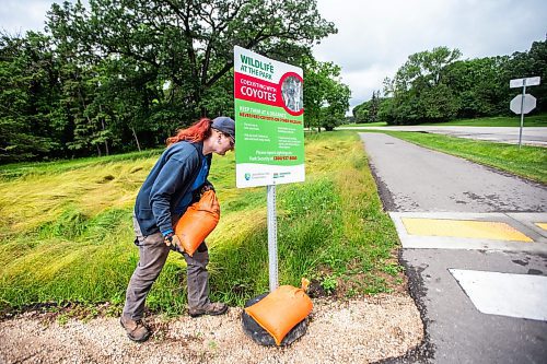 MIKAELA MACKENZIE / FREE PRESS

A park employee adds sandbags to signs warn visitors of coyotes at Assiniboine Park on Tuesday, July 2, 2024. 

For Malak story.

