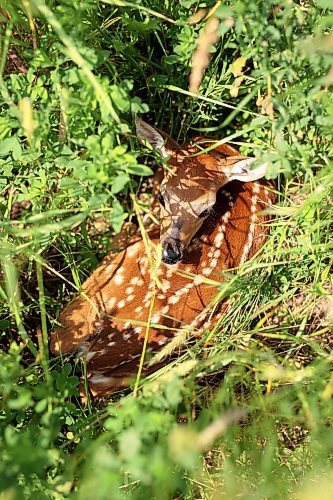 A young white-tailed deer fawn hides amongst tall grasses in the countryside north of Alexander on a hot Wednesday afternoon. (Tim Smith/The Brandon Sun)