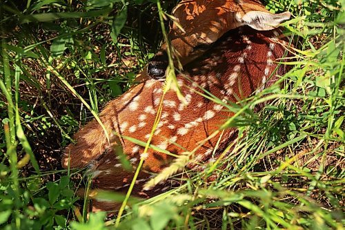 03072024
A young white-tailed deer fawn hides amongst tall grasses in the countryside north of Alexander, Manitoba on a hot Wednesday afternoon. 
(Tim Smith/The Brandon Sun)