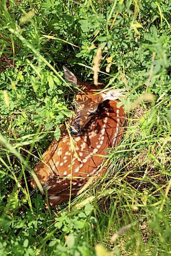 03072024
A young white-tailed deer fawn hides amongst tall grasses in the countryside north of Alexander, Manitoba on a hot Wednesday afternoon. 
(Tim Smith/The Brandon Sun)