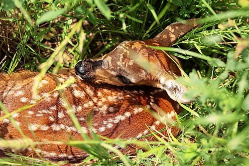 03072024
A young white-tailed deer fawn hides amongst tall grasses in the countryside north of Alexander, Manitoba on a hot Wednesday afternoon. 
(Tim Smith/The Brandon Sun)