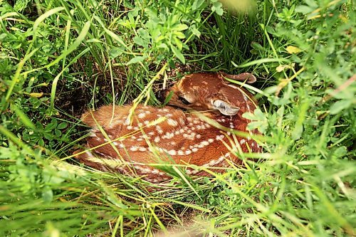 03072024
A young white-tailed deer fawn hides amongst tall grasses in the countryside north of Alexander, Manitoba on a hot Wednesday afternoon. 
(Tim Smith/The Brandon Sun)