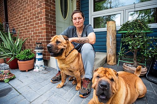 MIKAELA MACKENZIE / FREE PRESS

Long haul trucker and dog shower Devi Gershbain and her dogs, Radar (left) and Ever, at home in Winnipeg on Wednesday, July 3, 2024. The CDC is changing the rules on bringing dogs across the Canada/U.S. border, which will impact the trucking, show dog and breeder communities. 

For Jura story.

