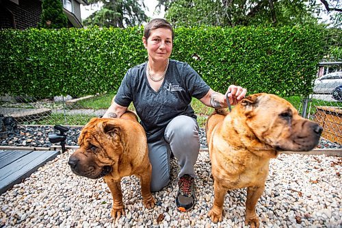 MIKAELA MACKENZIE / FREE PRESS

Long haul trucker and dog shower Devi Gershbain and her dogs, Ever (left) and Radar, at home in Winnipeg on Wednesday, July 3, 2024. The CDC is changing the rules on bringing dogs across the Canada/U.S. border, which will impact the trucking, show dog and breeder communities. 

For Jura story.

