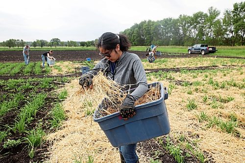 03072024
Summer student Danielle Fermin places straw around barley plots in the barley nursery at the Brandon Research and Development Centre on Wednesday. According to James Tucker, a research scientist at the Brandon RDC, the straw will provide spores to create disease within the barley plots so that he and his team can study the plots and find barley strains with natural resistance to spot blotch, a common barley disease. The nursery consists of 12000 plots. Spot blotch can limit barley yield and affect the quality of the grain. 
(Tim Smith/The Brandon Sun)