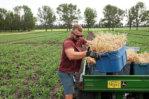 03072024
Senior equipment operator Yanik Sidler unloads bins of straw so the straw can be used to cover plots in the barley nursery at the Brandon Research and Development Centre on Wednesday. According to James Tucker, a research scientist at the Brandon RDC, the straw will provide spores to create disease within the barley plots so that he and his team can study the plots and find barley strains with natural resistance to spot blotch, a common barley disease. The nursery consists of 12000 plots. Spot blotch can limit barley yield and affect the quality of the grain. 
(Tim Smith/The Brandon Sun)