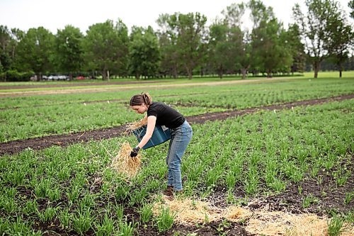 03072024
Summer student Melissa Kerik places straw around barley plots in the barley nursery at the Brandon Research and Development Centre on Wednesday. According to James Tucker, a research scientist at the Brandon RDC, the straw will provide spores to create disease within the barley plots so that he and his team can study the plots and find barley strains with natural resistance to spot blotch, a common barley disease. The nursery consists of 12000 plots. Spot blotch can limit barley yield and affect the quality of the grain. 
(Tim Smith/The Brandon Sun)