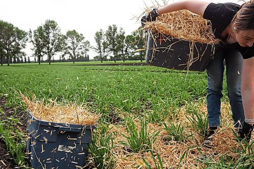 03072024
Summer student Melissa Kerik places straw around barley plots in the barley nursery at the Brandon Research and Development Centre on Wednesday. According to James Tucker, a research scientist at the Brandon RDC, the straw will provide spores to create disease within the barley plots so that he and his team can study the plots and find barley strains with natural resistance to spot blotch, a common barley disease. The nursery consists of 12000 plots. Spot blotch can limit barley yield and affect the quality of the grain. 
(Tim Smith/The Brandon Sun)