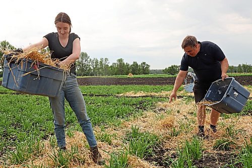 03072024
Summer student Melissa Kerik and research scientist James Tucker place straw around barley plots in the barley nursery at the Brandon Research and Development Centre on Wednesday. According to Tucker the straw will provide spores to create disease within the barley plots so that he and his team can study the plots and find barley strains with natural resistance to spot blotch, a common barley disease. The nursery consists of 12000 plots. Spot blotch can limit barley yield and affect the quality of the grain. 
(Tim Smith/The Brandon Sun)