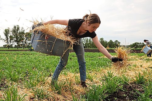 03072024
Summer student Melissa Kerik places straw around barley plots in the barley nursery at the Brandon Research and Development Centre on Wednesday. According to James Tucker, a research scientist at the Brandon RDC, the straw will provide spores to create disease within the barley plots so that he and his team can study the plots and find barley strains with natural resistance to spot blotch, a common barley disease. The nursery consists of 12000 plots. Spot blotch can limit barley yield and affect the quality of the grain. 
(Tim Smith/The Brandon Sun)