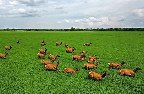 A herd of elk forage in a field of growing grain bordering Kirkham Road northwest of Brandon on a hot Thursday afternoon. (Tim Smith/The Brandon Sun)