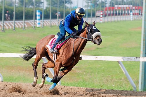 MIKE DEAL / FREE PRESS
Jockey Renaldo Cumberbatch got his 500th winner this week at Assiniboia Downs. Cumberbatch works Awareness Autism Thursday morning on the main track at Assiniboia Downs.
240704 - Thursday, July 04, 2024.