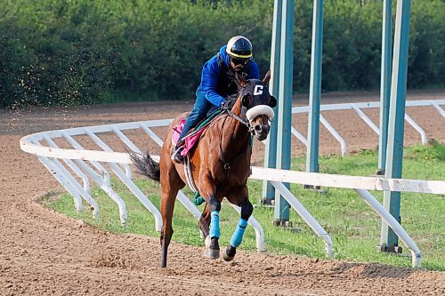 MIKE DEAL / FREE PRESS
Jockey Renaldo Cumberbatch got his 500th winner this week at Assiniboia Downs. Cumberbatch works Awareness Autism Thursday morning on the main track at Assiniboia Downs.
240704 - Thursday, July 04, 2024.