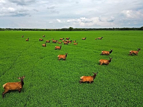 04072024
A herd of elk forage in a field of growing grain bordering Kirkham Road northwest of Brandon, Manitoba on a hot Thursday afternoon.
(Tim Smith/The Brandon Sun)