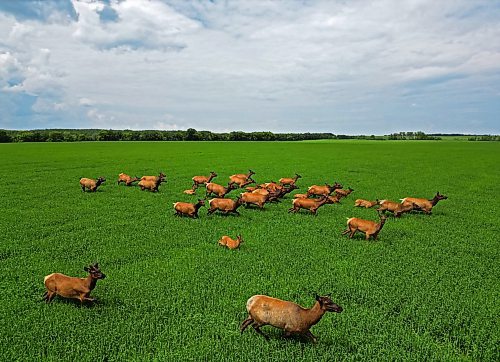 04072024
A herd of elk forage in a field of growing grain bordering Kirkham Road northwest of Brandon, Manitoba on a hot Thursday afternoon.
(Tim Smith/The Brandon Sun)