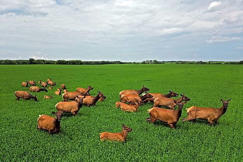 04072024
A herd of elk forage in a field of growing grain bordering Kirkham Road northwest of Brandon, Manitoba on a hot Thursday afternoon.
(Tim Smith/The Brandon Sun)