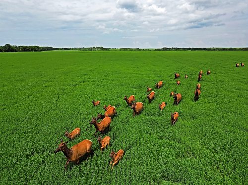 04072024
A herd of elk forage in a field of growing grain bordering Kirkham Road northwest of Brandon, Manitoba on a hot Thursday afternoon.
(Tim Smith/The Brandon Sun)