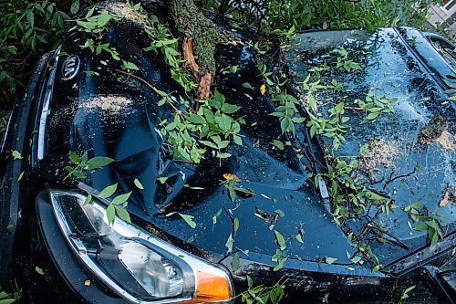 Mike Thiessen / Winnipeg Free Press 
Several cars in the East Kildonan area were hit by falling trees following a major thunderstorm early Thursday evening. 230824 &#x2013; Thursday, August 24, 2023