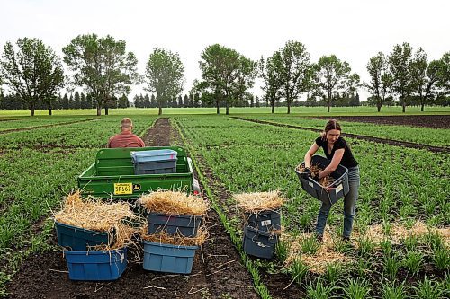 Summer student Melissa Kerik distributes straw as part of Wednesday's field work. (Tim Smith/The Brandon Sun)