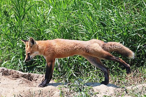 05072024
A red fox kit stretches outside a den bordering Highway 10 near Minnedosa on a hot Friday afternoon.
(Tim Smith/The Brandon Sun)