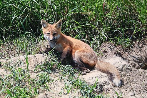 05072024
A red fox kit lounges outside a den bordering Highway 10 near Minnedosa on a hot Friday afternoon.
(Tim Smith/The Brandon Sun)