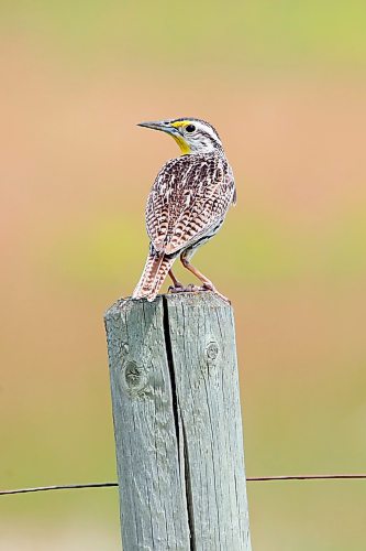 05072024
A meadowlark sits atop a fence post west of Brandon on Friday.
(Tim Smith/The Brandon Sun)