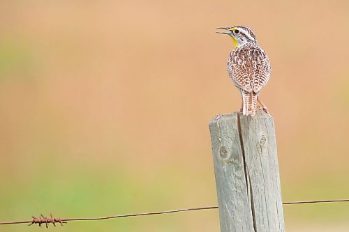 05072024
A meadowlark sits atop a fence post west of Brandon on Friday.
(Tim Smith/The Brandon Sun)