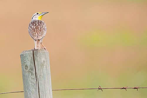 05072024
A meadowlark sits atop a fence post west of Brandon on Friday.
(Tim Smith/The Brandon Sun)