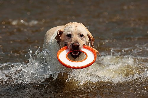 08072024
Marlo plays fetch in the Little Saskatchewan River near the Daly - Whitehead Centennial Bridge on a hot Monday afternoon. 
(Tim Smith/The Brandon Sun)