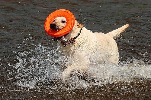 08072024
Marlo plays fetch in the Little Saskatchewan River near the Daly - Whitehead Centennial Bridge on a hot Monday afternoon. 
(Tim Smith/The Brandon Sun)