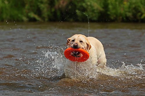 08072024
Marlo plays fetch in the Little Saskatchewan River near the Daly - Whitehead Centennial Bridge on a hot Monday afternoon. 
(Tim Smith/The Brandon Sun)