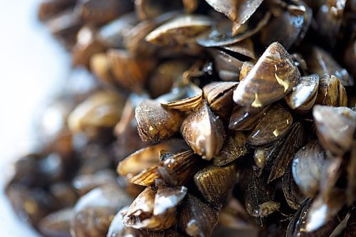 MIKE DEAL / WINNIPEG FREE PRESS
A clump of zebra mussels that formed around a string of Christmas lights.
This summer, Manitobans are encouraged to keep an eye out for three aquatic invasive species: zebra mussels, rusty crayfish and spiny water fleas. The Wildlife and Fisheries branch is working to curb the spread through mandatory watercraft inspection checkpoints across the province.
See Cierra Bettens story
220713 - Wednesday, July 13, 2022.