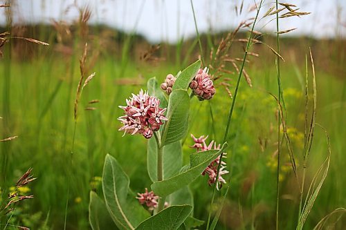 09072024
Milkweed grows in a field west of Brandon on Tuesday. Milkweed is vital for the life cycle of monarch butterflies.(Tim Smith/The Brandon Sun)