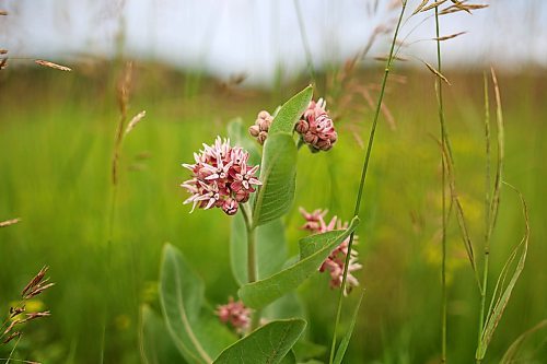 09072024
Milkweed grows in a field west of Brandon on Tuesday. Milkweed is vital for the life cycle of monarch butterflies.(Tim Smith/The Brandon Sun)