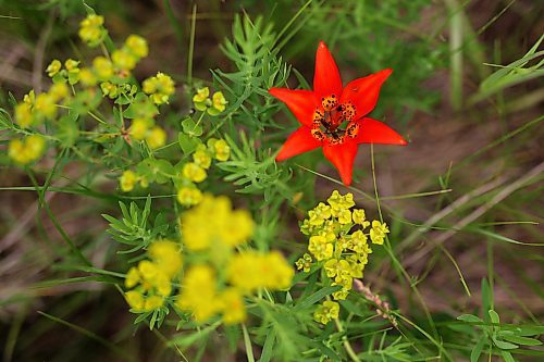 09072024
A wood lily, also called a prairie lily, grows amongst invasive  leafy spurge in a field west of Brandon on Tuesday. (Tim Smith/The Brandon Sun)