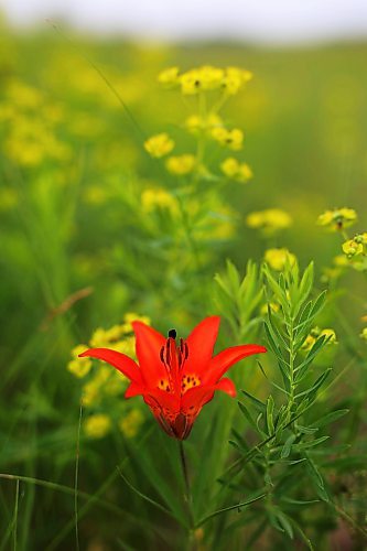 09072024
A wood lily, also called a prairie lily, grows amongst invasive  leafy spurge in a field west of Brandon on Tuesday. (Tim Smith/The Brandon Sun)