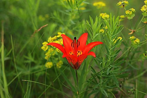 09072024
A wood lily, also called a prairie lily, grows amongst invasive  leafy spurge in a field west of Brandon on Tuesday. (Tim Smith/The Brandon Sun)