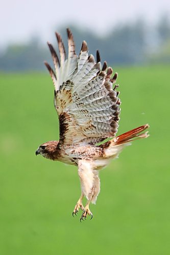 09072024
A hawk takes flight from a fencepost on Tuesday. (Tim Smith/The Brandon Sun)