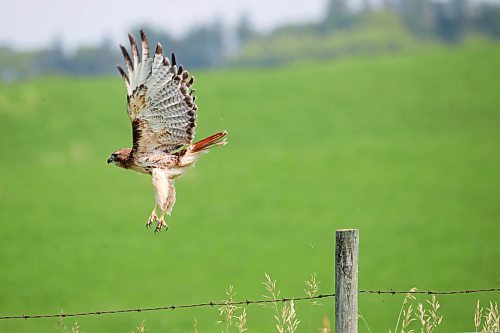 09072024
A hawk takes flight from a fencepost on Tuesday. (Tim Smith/The Brandon Sun)