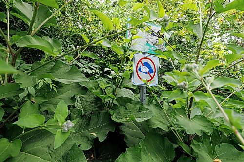 MIKE DEAL / FREE PRESS
A no-tent sign lost amongst the undergrowth along Waterfront Drive meters from several tents along the Red River Wednesday.
240710 - Wednesday, July 10, 2024.